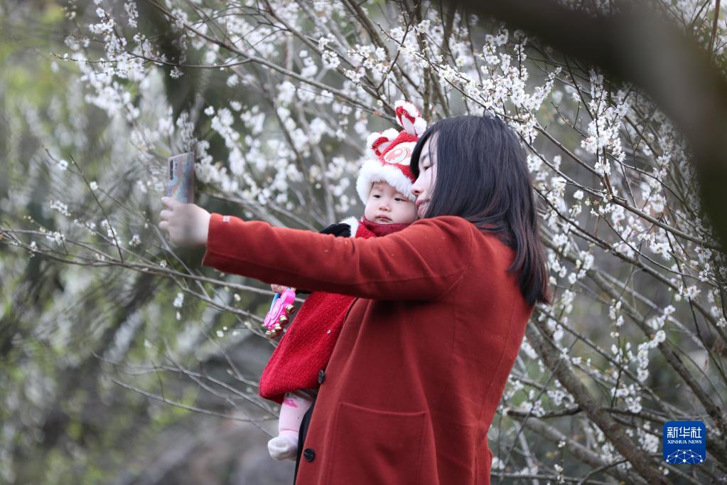 福州永泰：又到梅花飘香时