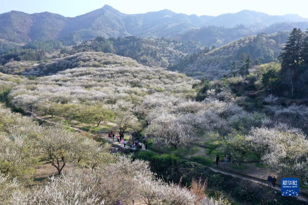 福州永泰：又到梅花飘香时