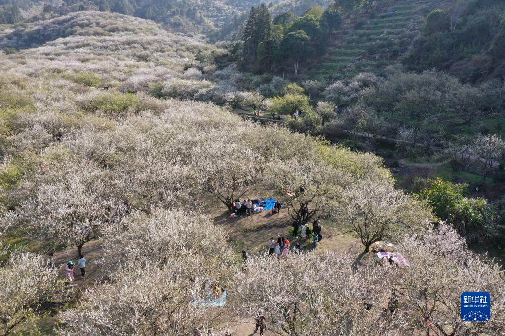 福州永泰：又到梅花飘香时