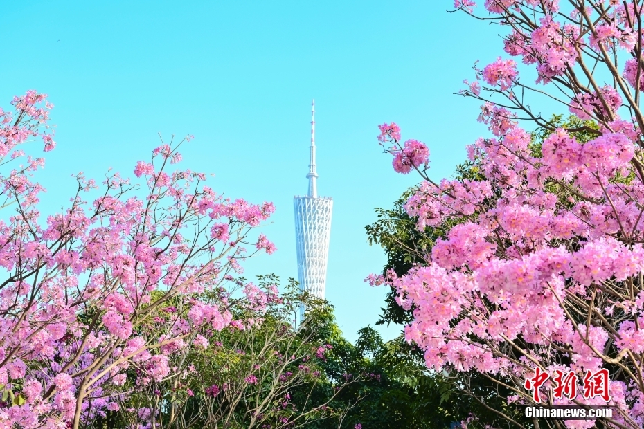 广州紫色风铃木花朵盛放 广州紫色风铃木花朵盛放