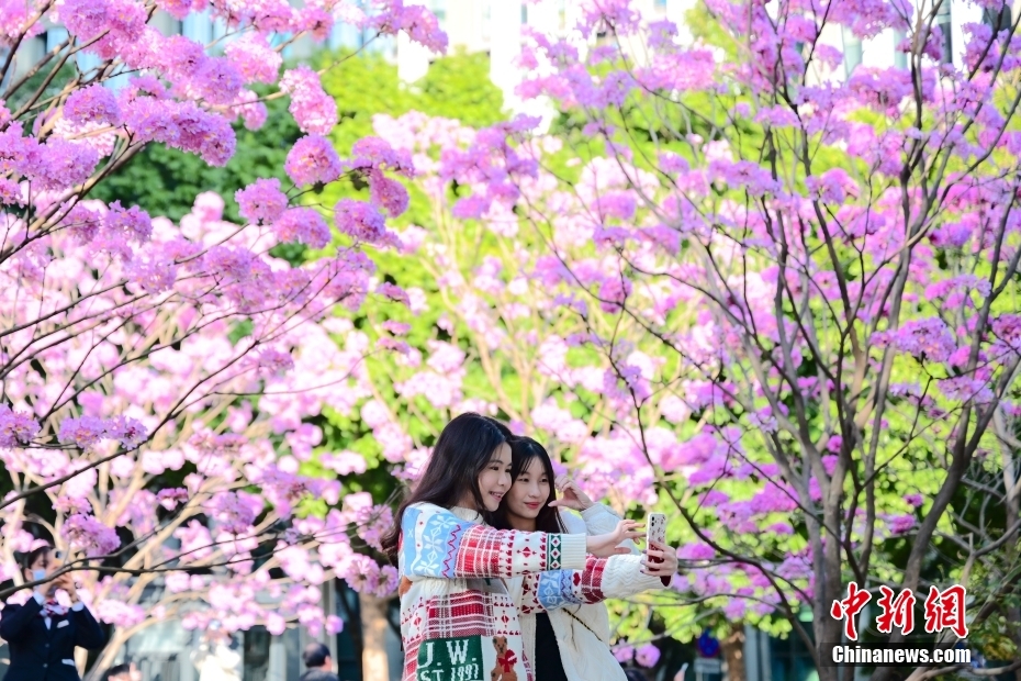 广州紫色风铃木花朵盛放 广州紫色风铃木花朵盛放