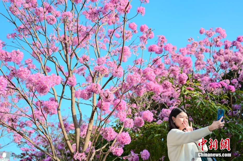 广州紫色风铃木花朵盛放 广州紫色风铃木花朵盛放