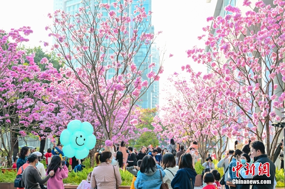 广州紫色风铃木花朵盛放 广州紫色风铃木花朵盛放