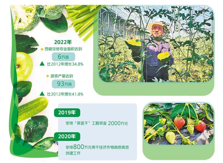 设施农业丰富菜篮子