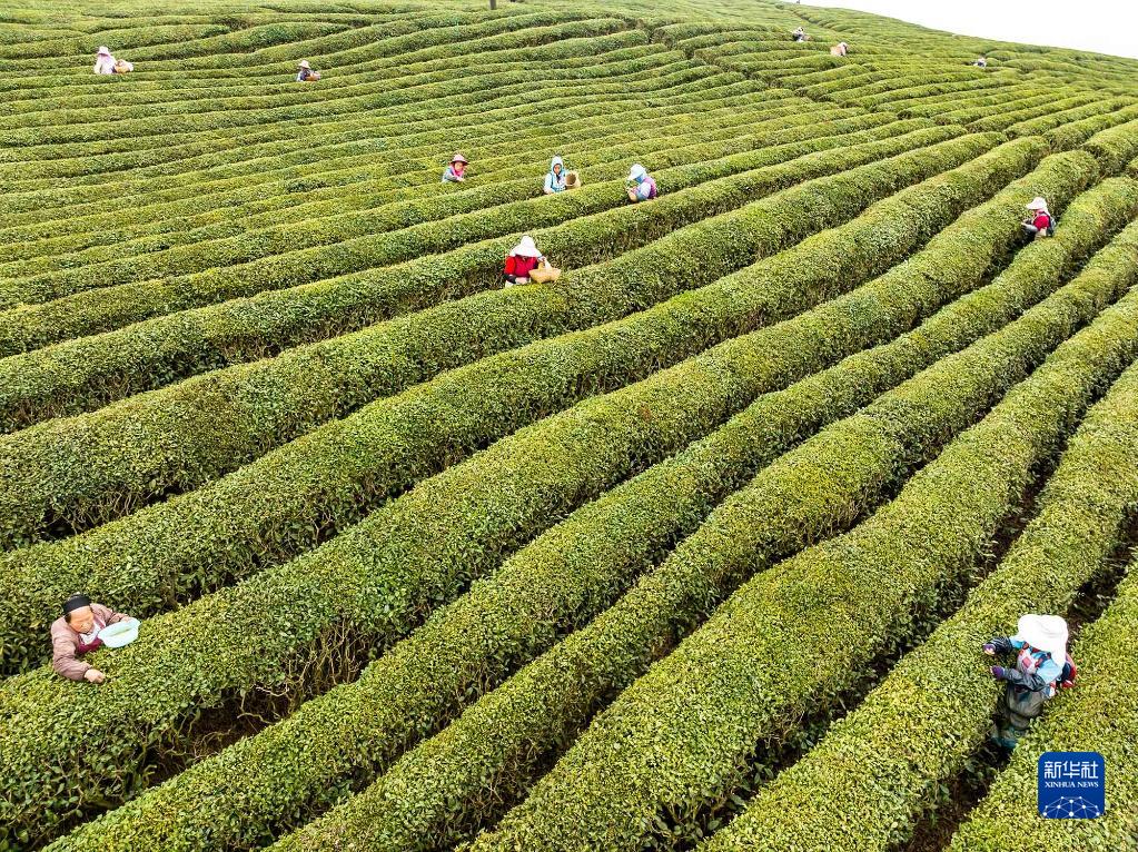春茶开采忙
