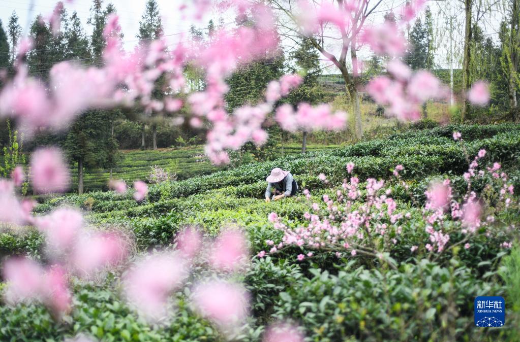 春茶开采忙
