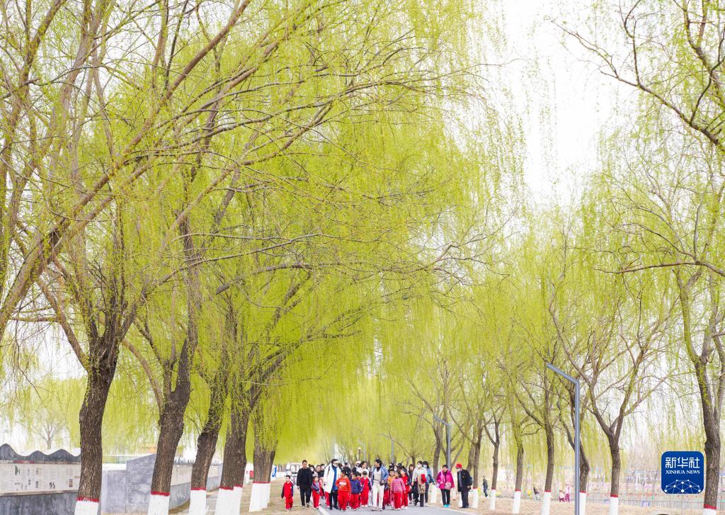 诗意中国——万条垂下绿丝绦