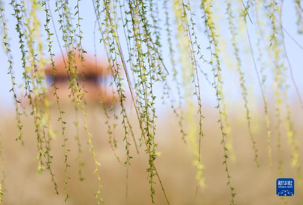 诗意中国——万条垂下绿丝绦
