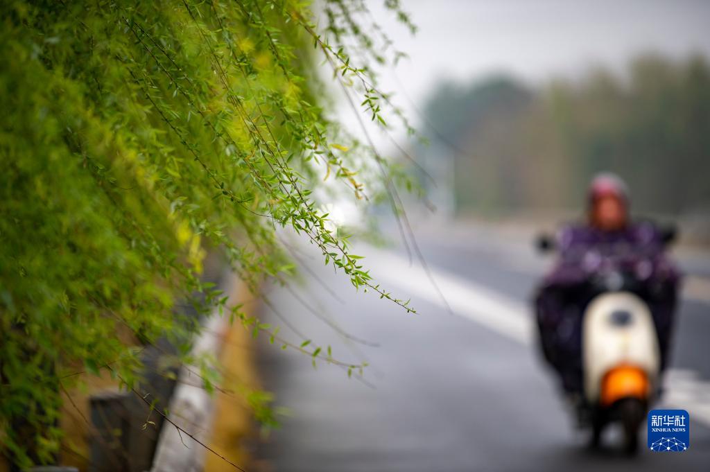 诗意中国——万条垂下绿丝绦