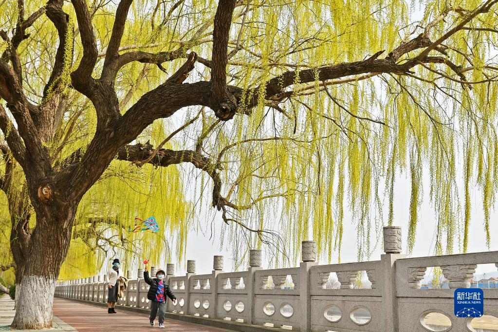 诗意中国——万条垂下绿丝绦