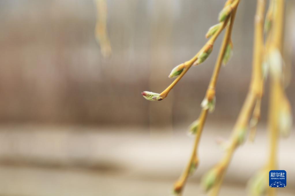 诗意中国——万条垂下绿丝绦