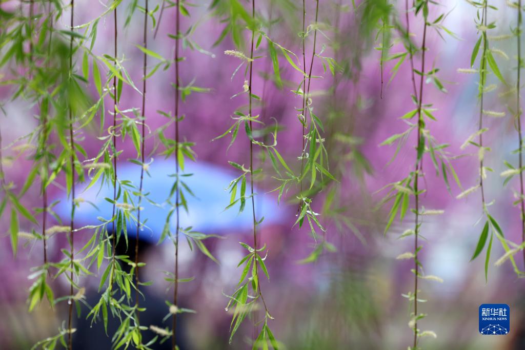 诗意中国——万条垂下绿丝绦