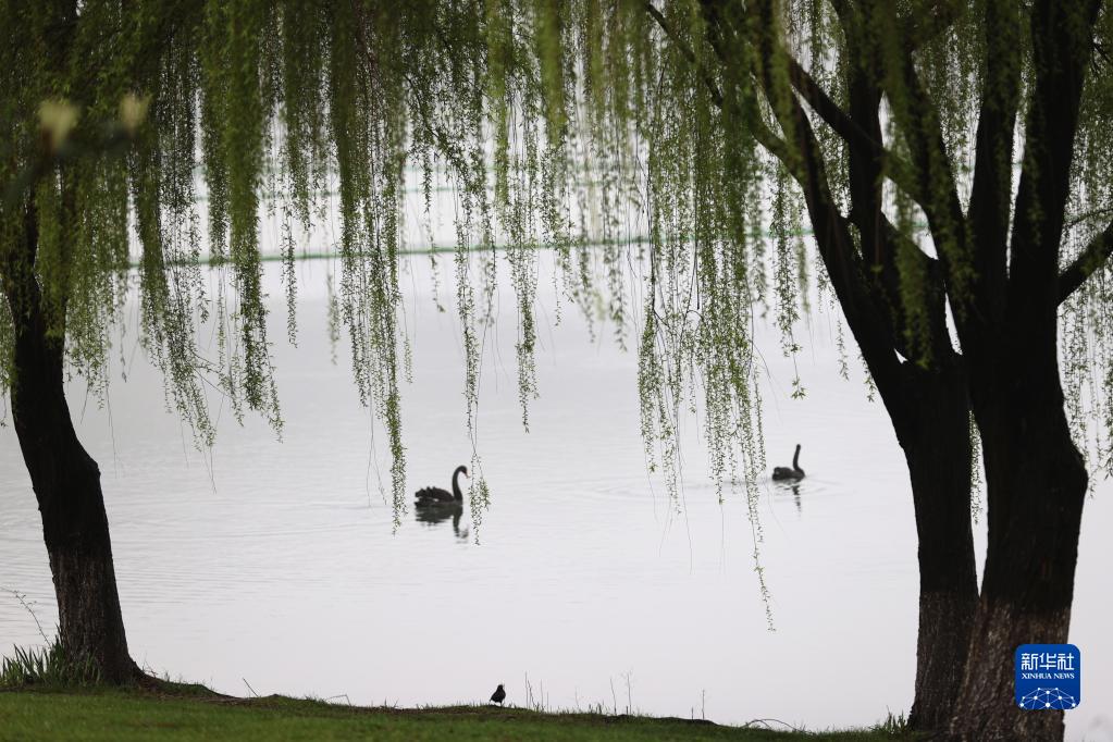 诗意中国——万条垂下绿丝绦