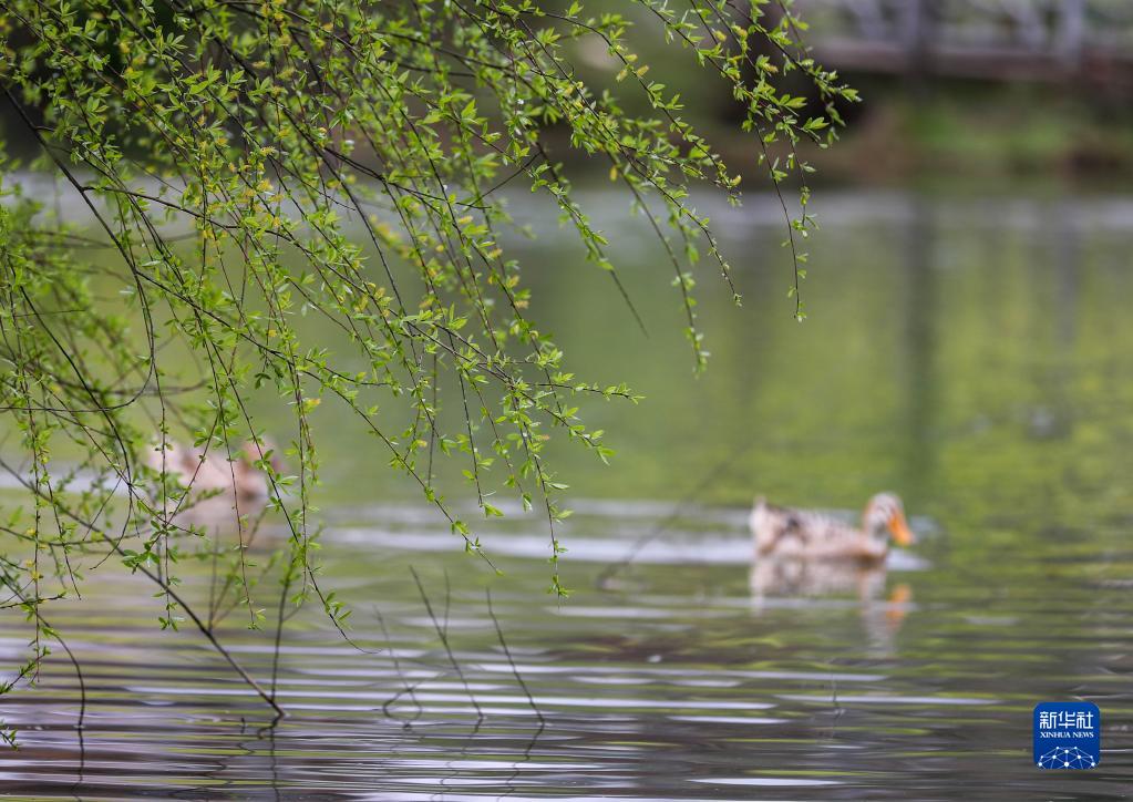 诗意中国——万条垂下绿丝绦