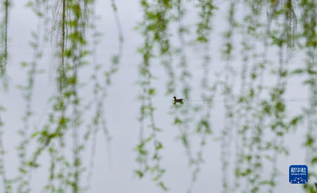 诗意中国——万条垂下绿丝绦