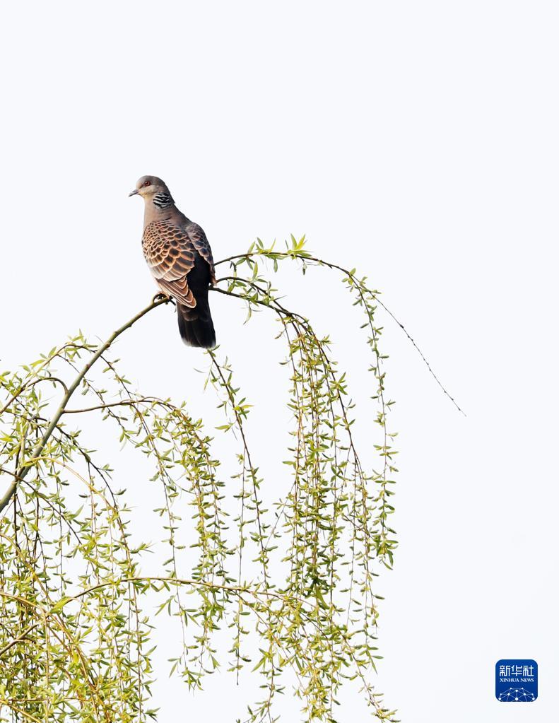 诗意中国——万条垂下绿丝绦