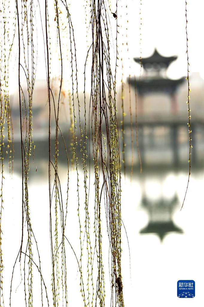 诗意中国——万条垂下绿丝绦