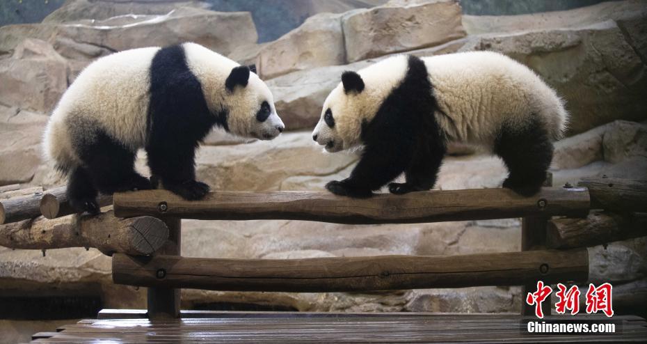 法国博瓦勒动物园：旅法中国大熊猫“欢欢”和“圆仔”的租期将延长