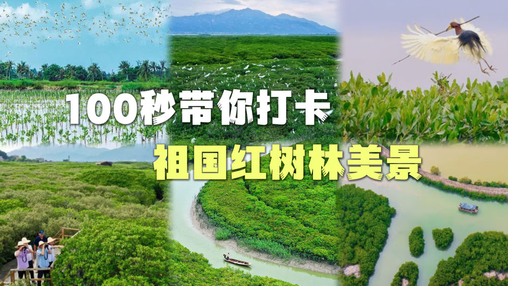 100秒!带你打卡祖国红树林美景 100秒!带你打卡祖国红树林美景