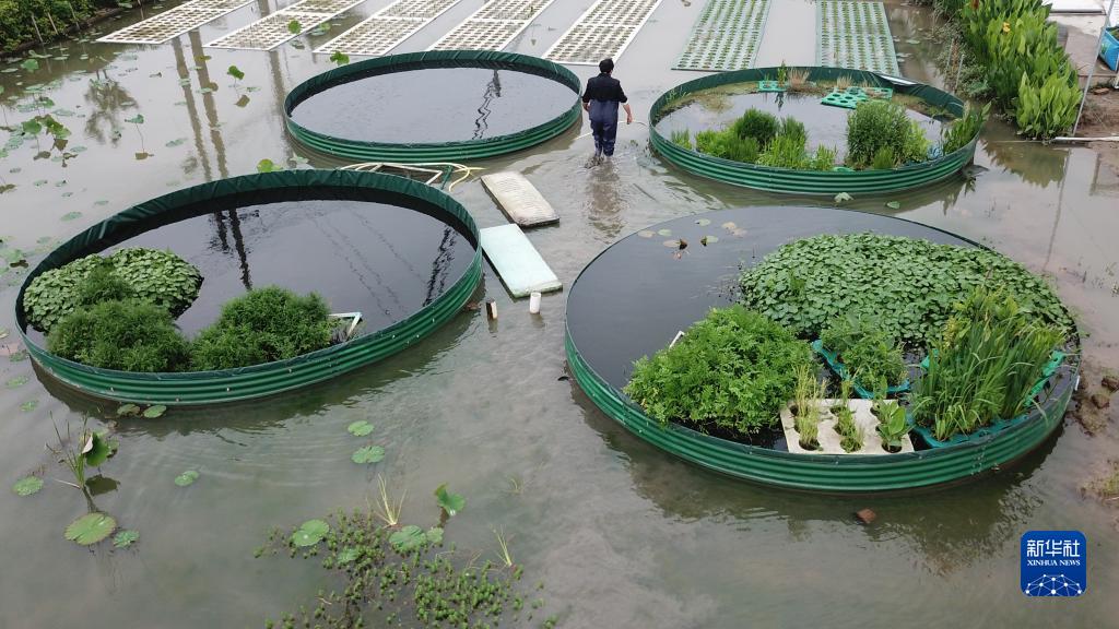 “水上种植”助农增产增收