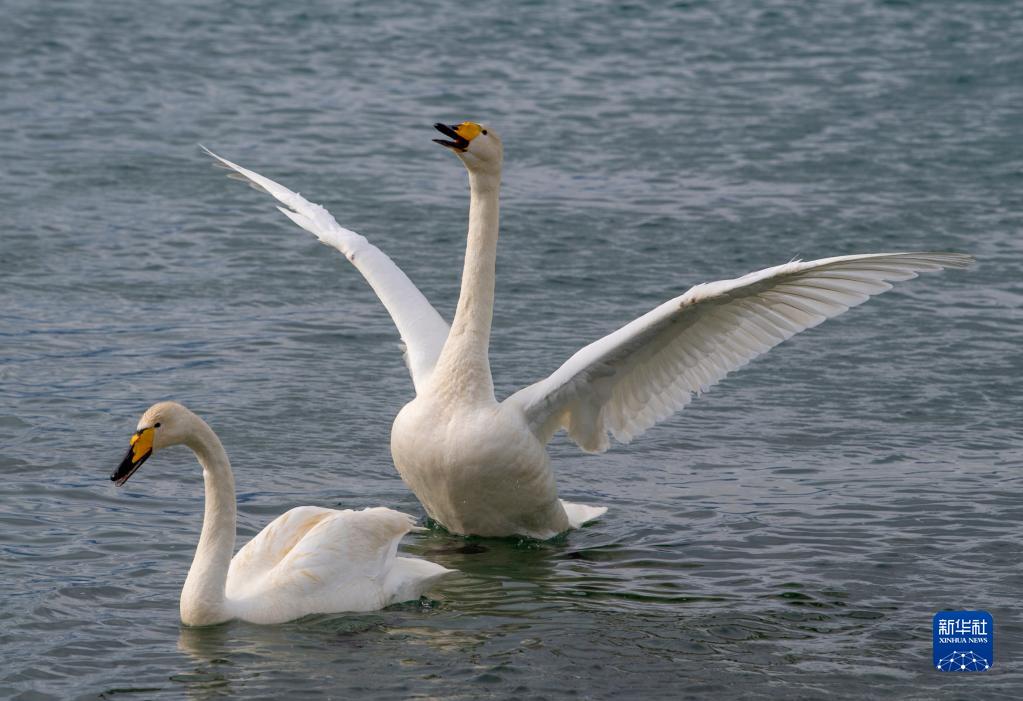 初夏赛里木湖美如画