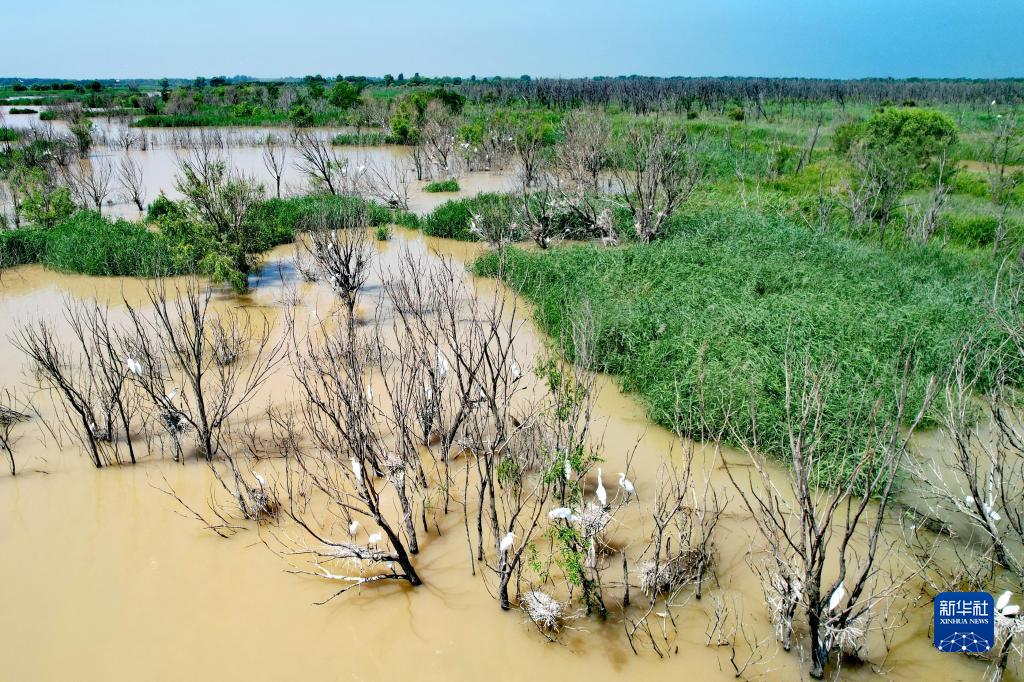 黄河三角洲的绿色变迁——黄河调水调沙期间生态补水见闻