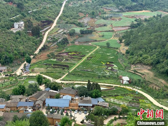 云南宜良彩色水稻迎观赏期展乡村多彩画卷