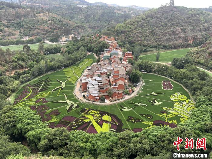 图为彩色水稻构成彝族大地之母怀抱大地之子的祥和画面。　江雨珂 摄