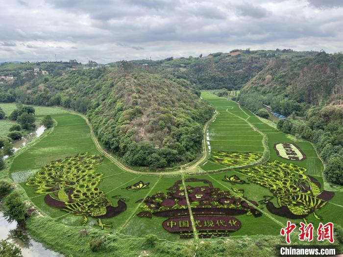 图为两只祥瑞孔雀环绕花篮图案的彩色水稻田。　江雨珂 摄