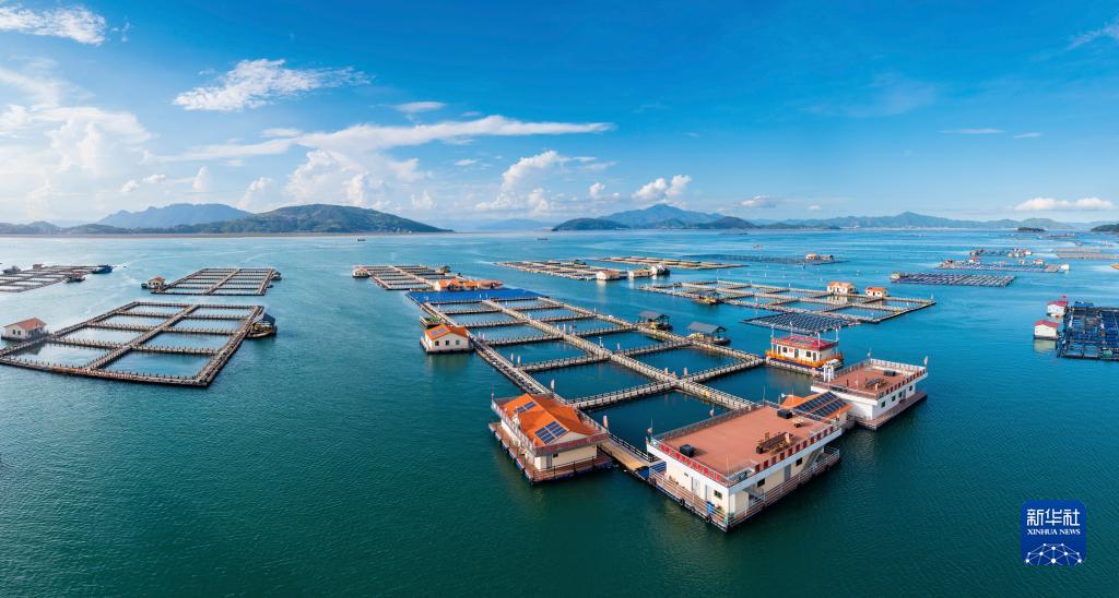 神州风物丨大黄鱼“重生”记