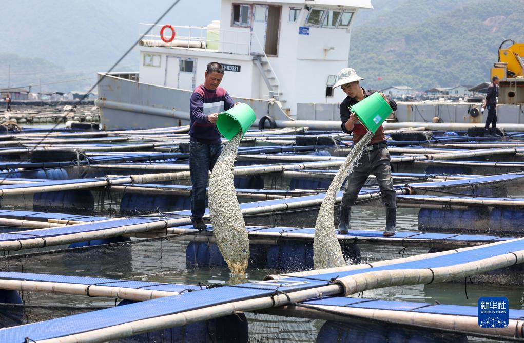 神州风物丨大黄鱼“重生”记