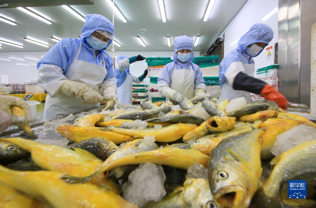 神州风物丨大黄鱼“重生”记