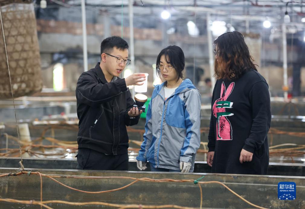 神州风物丨大黄鱼“重生”记