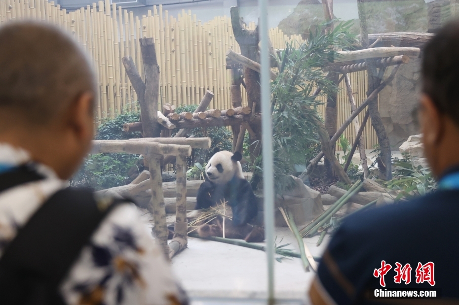 外国媒体记者聚焦成都大运会吉祥物“蓉宝”原型大熊猫“芝麻”
