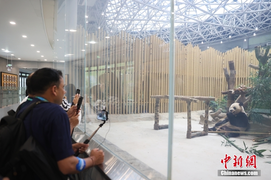 外国媒体记者聚焦成都大运会吉祥物“蓉宝”原型大熊猫“芝麻”