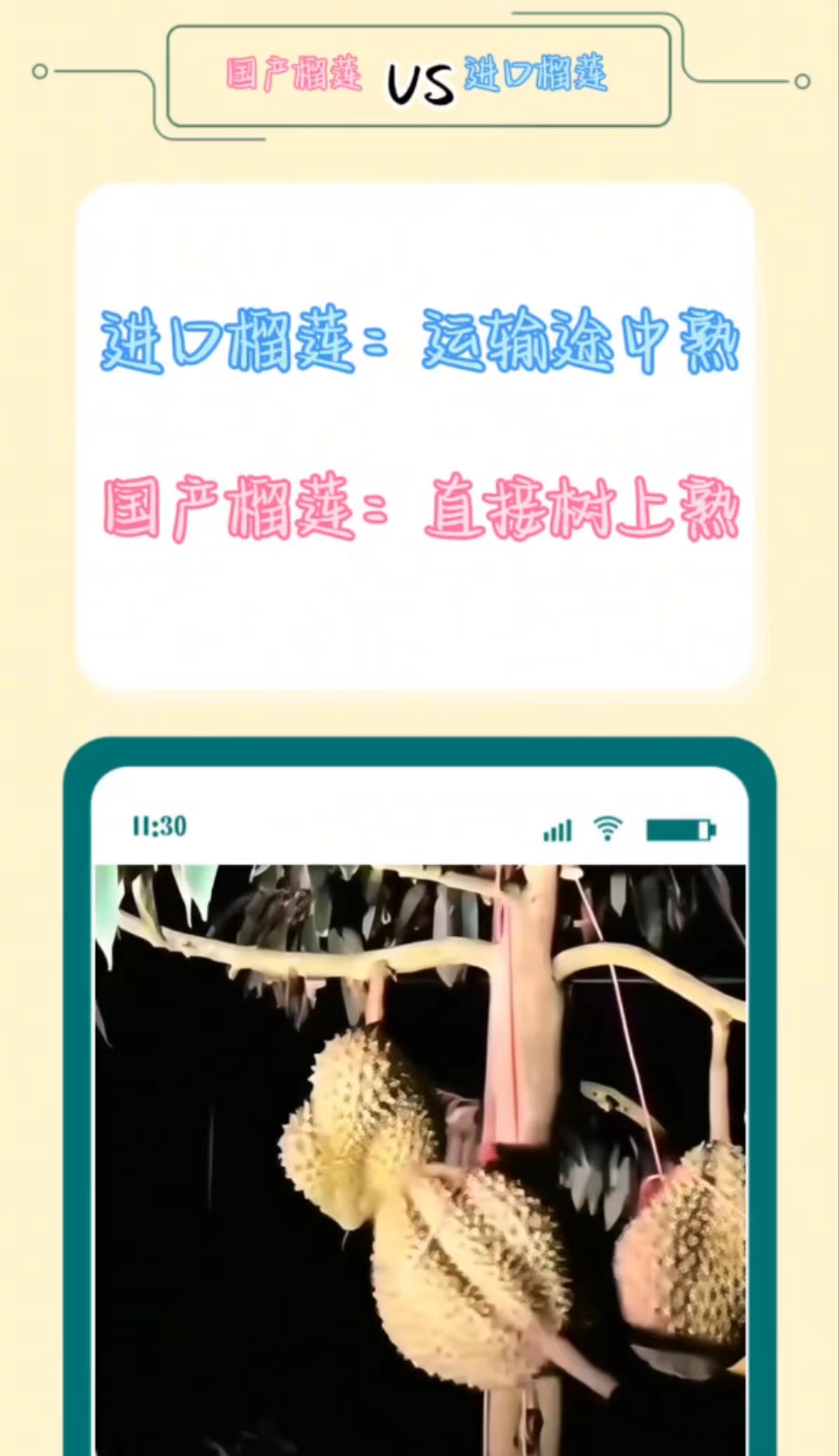 “国产榴莲”上市啦！别急，看完这篇文章再冲去买买买
