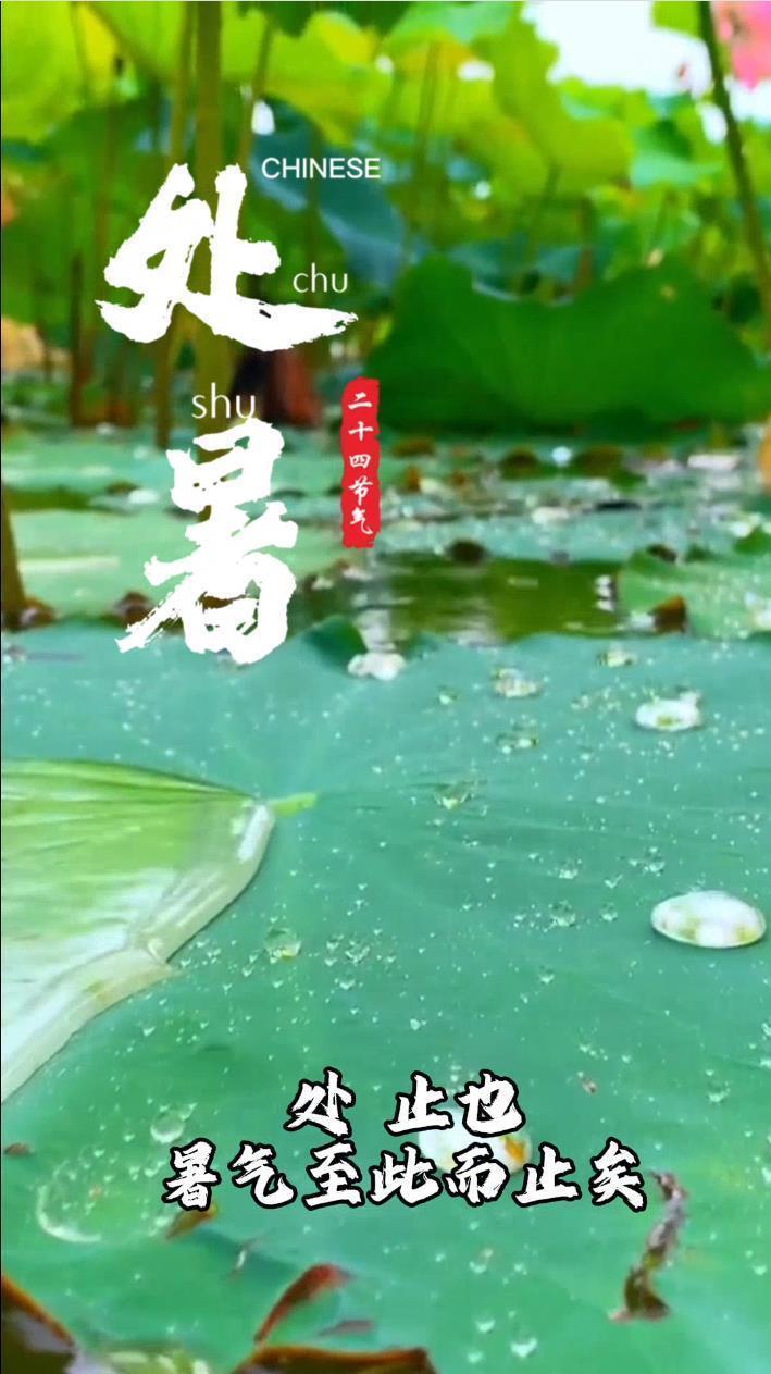 【节气里的大美中国】“处暑送鸭，无病各家” 来看古人吃鸭有多讲究？