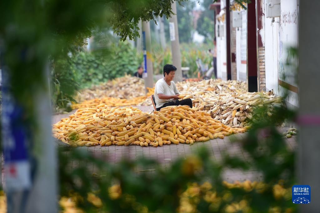 盐碱地上迎丰收