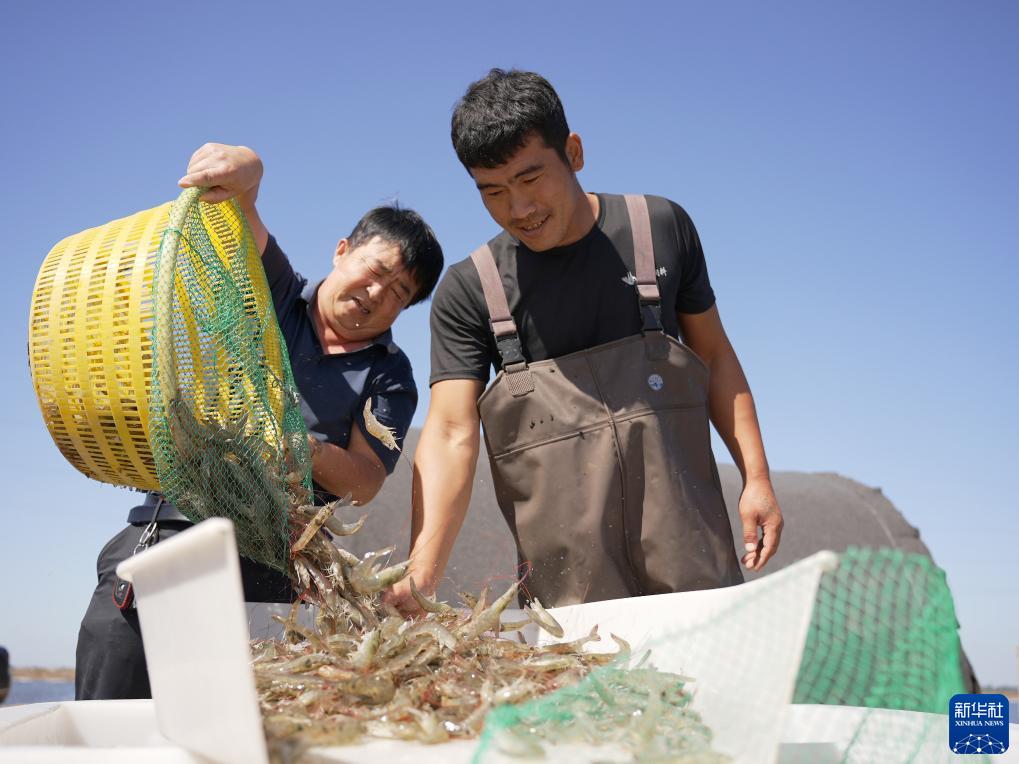 河北海兴：“蓝色粮仓”收获忙