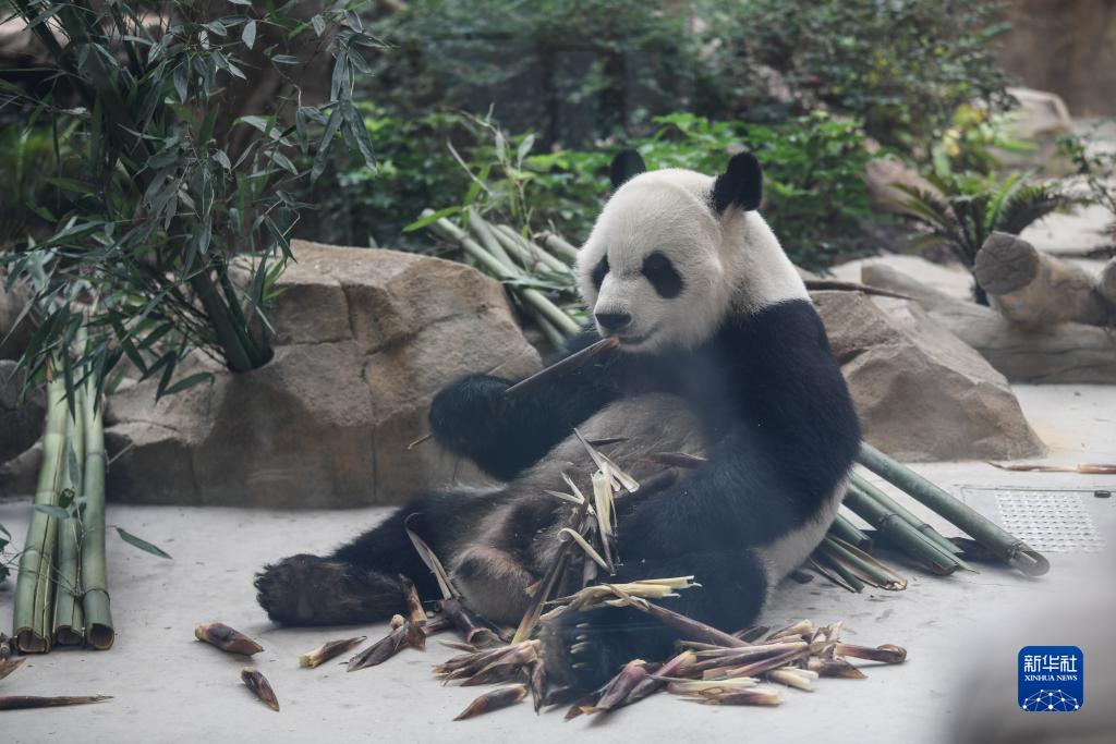 “我与熊猫面对面”活动在成都举行