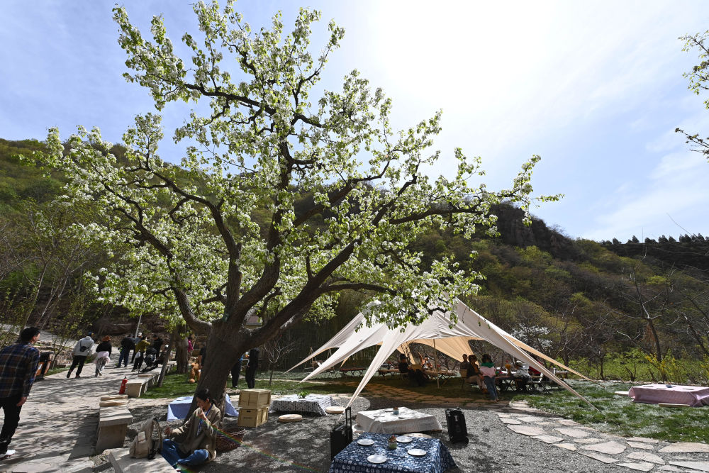 “我眼中的丰收”蹲点日记|青山绿水里的“致富果”