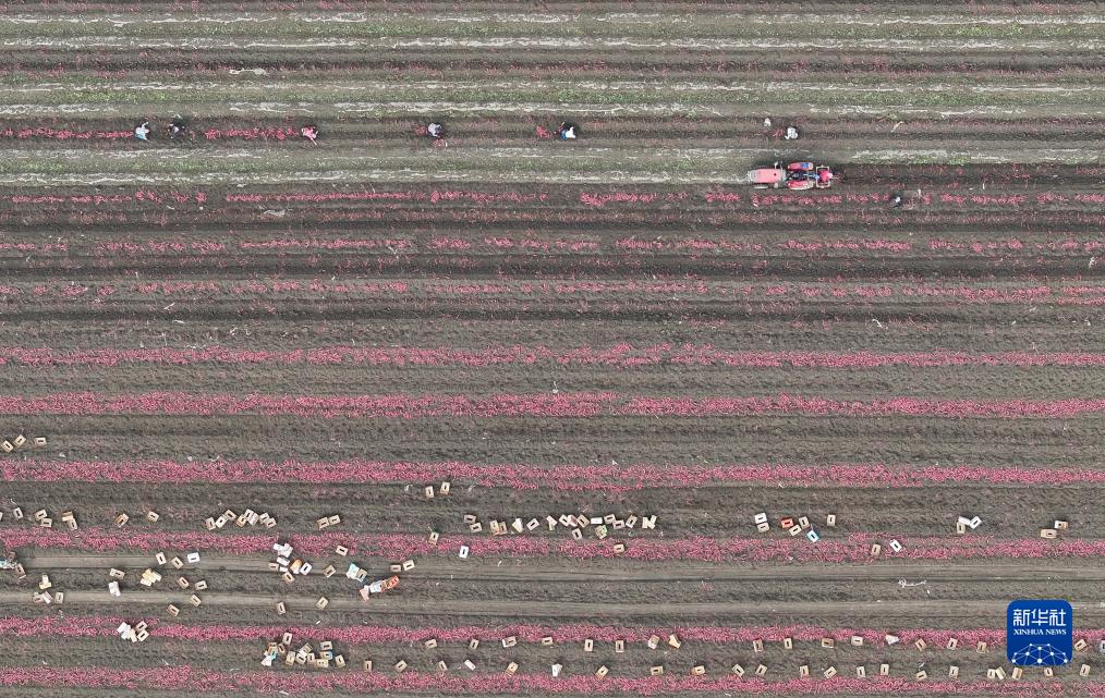 河北丰润：小蜜薯飘香金秋