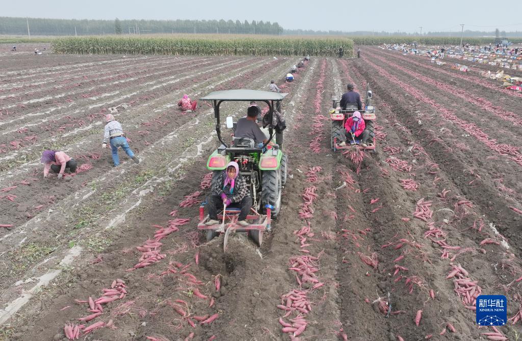 河北丰润：小蜜薯飘香金秋