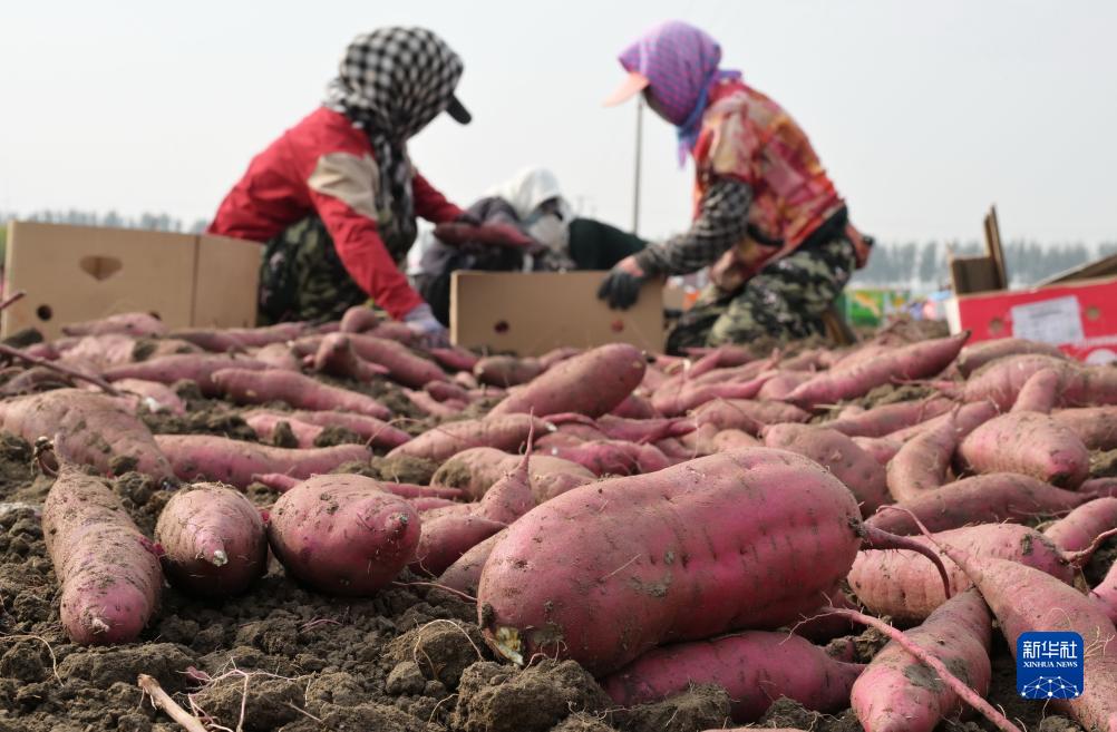 河北丰润：小蜜薯飘香金秋
