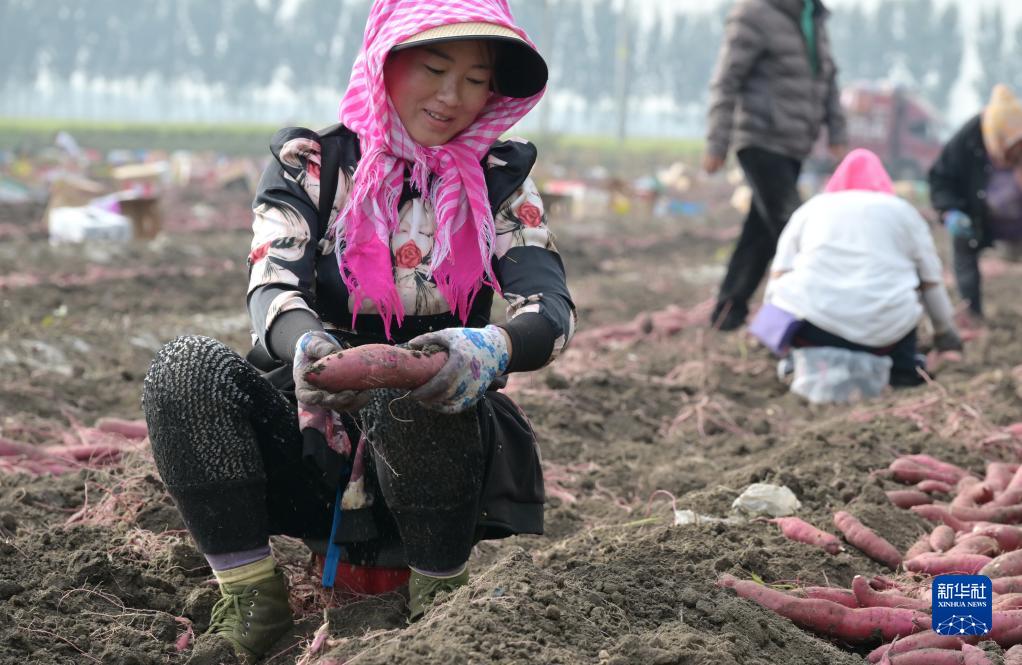 河北丰润：小蜜薯飘香金秋