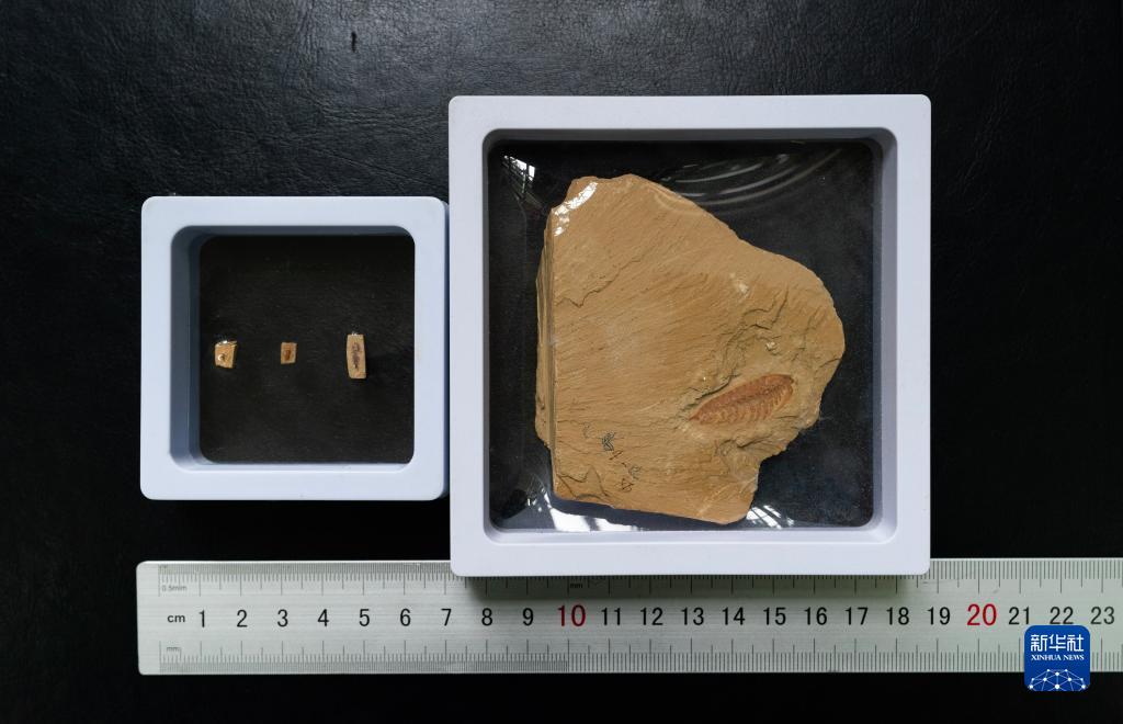 拍张CT,看一下5亿多年前的化石长啥样!