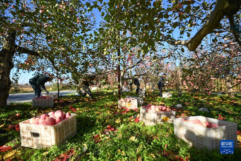 陕西洛川苹果丰收上市