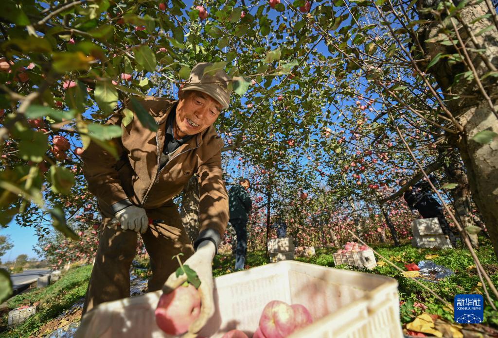 陕西洛川苹果丰收上市