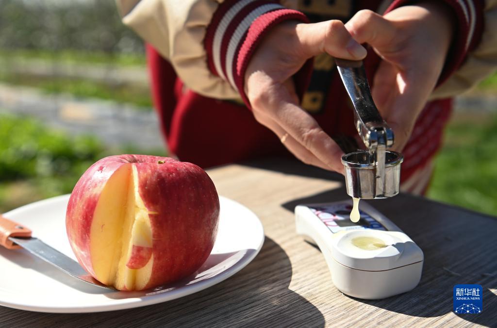 陕西洛川苹果丰收上市