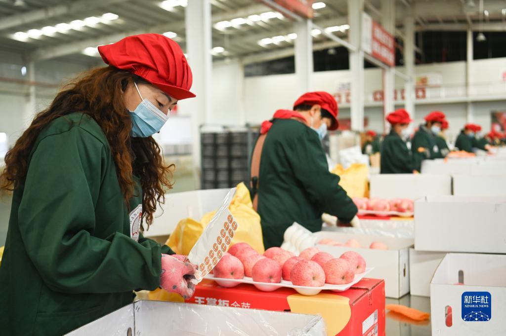 陕西洛川苹果丰收上市